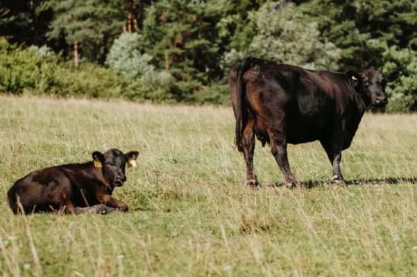 Agrofarma Brvniste