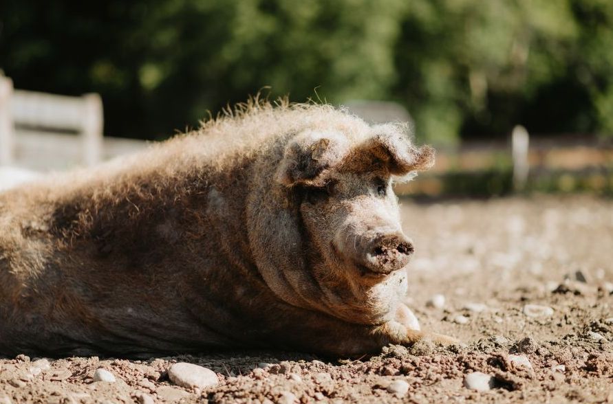 Mangalica